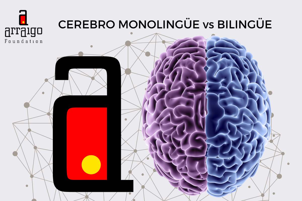 imagen-destacada-cerebro-monolingue-vs-bilingue-arraigo-foundation-noticias-donaciones.png
